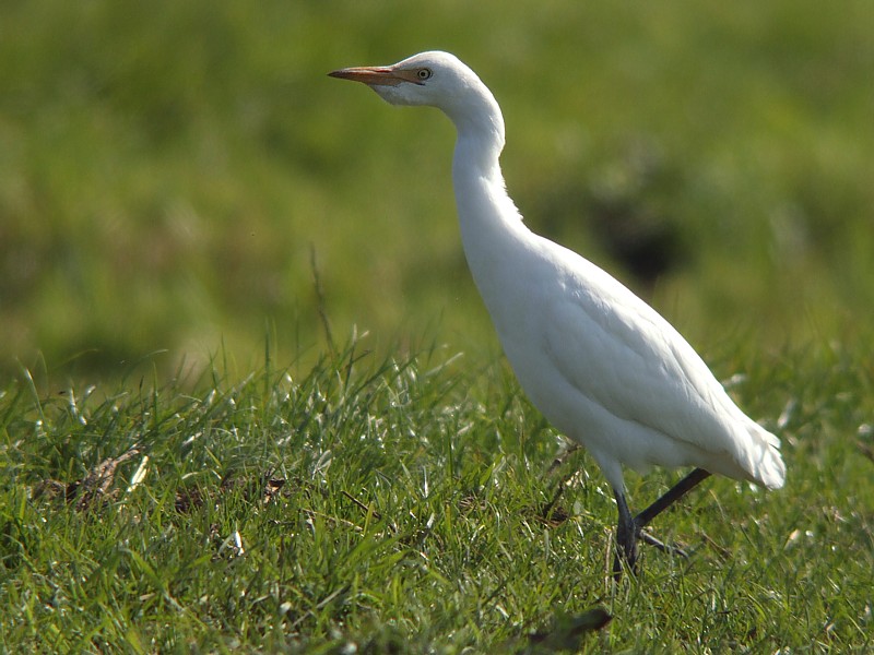 Koereiger / Cattle Egret