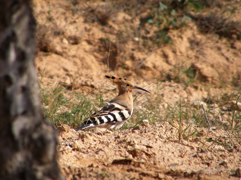 Hoopoe