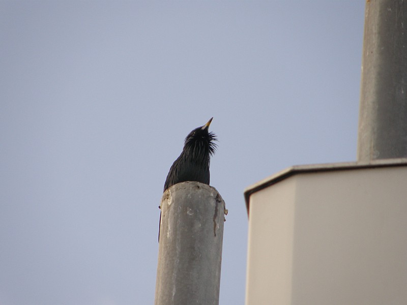 Spotless Starling