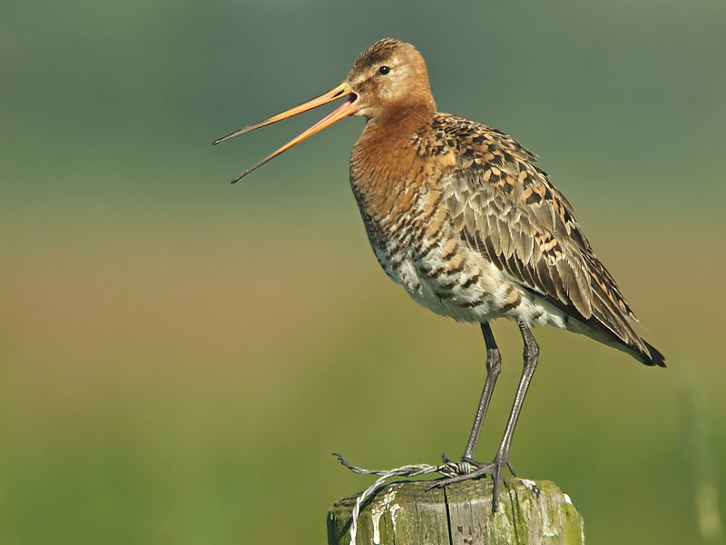 Grutto / Black-tailed Godwit