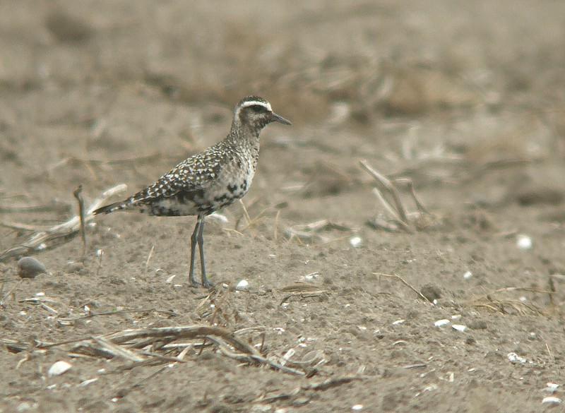 Amerikaanse Goudplevier / American Golden Plover