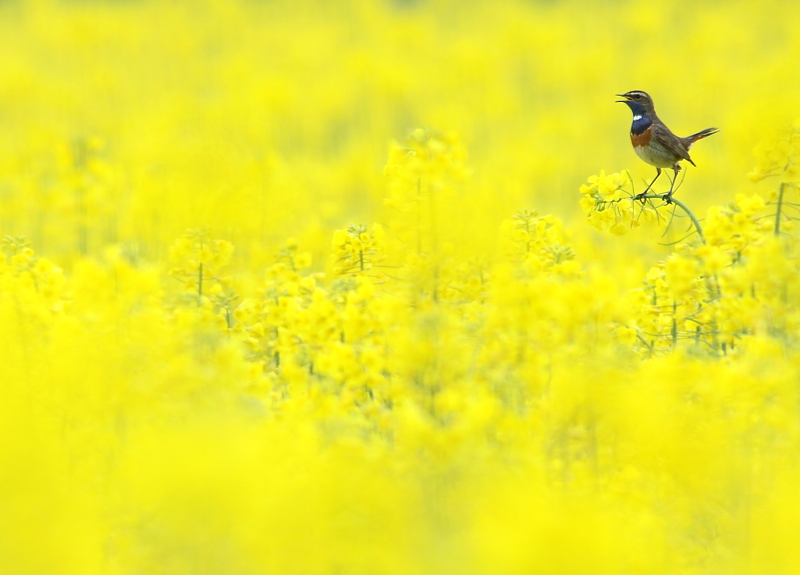 Blauwborst / Bluethroat