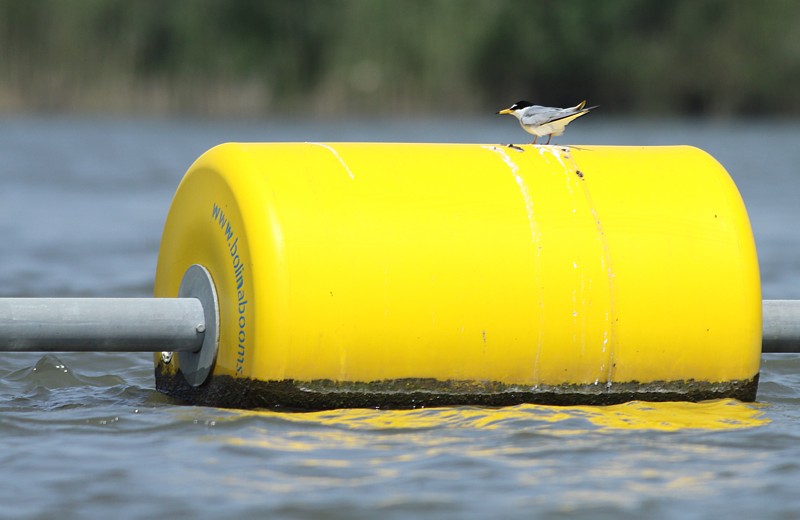 Dwergstern / Little Tern