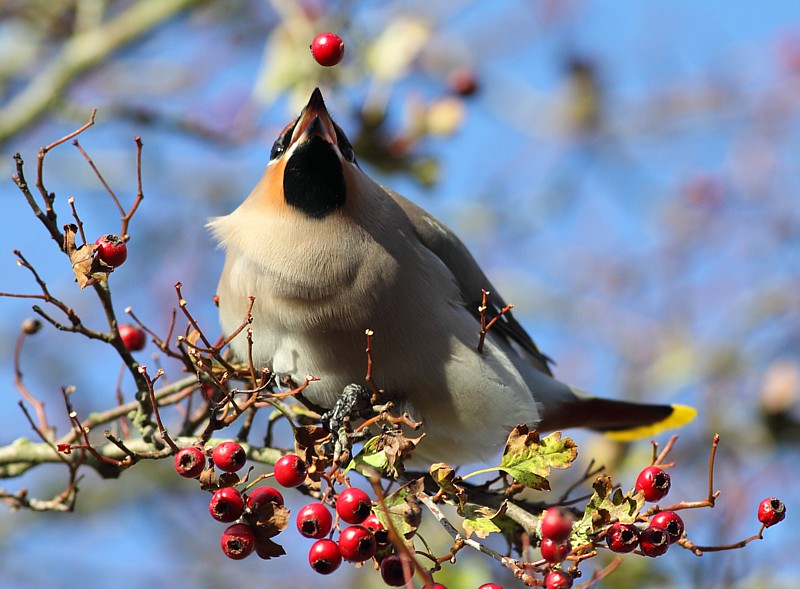 Pestvogel / Bohemian Waxwing
