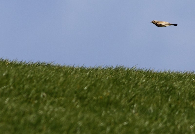 Woestijntapuit / Desert Wheatear