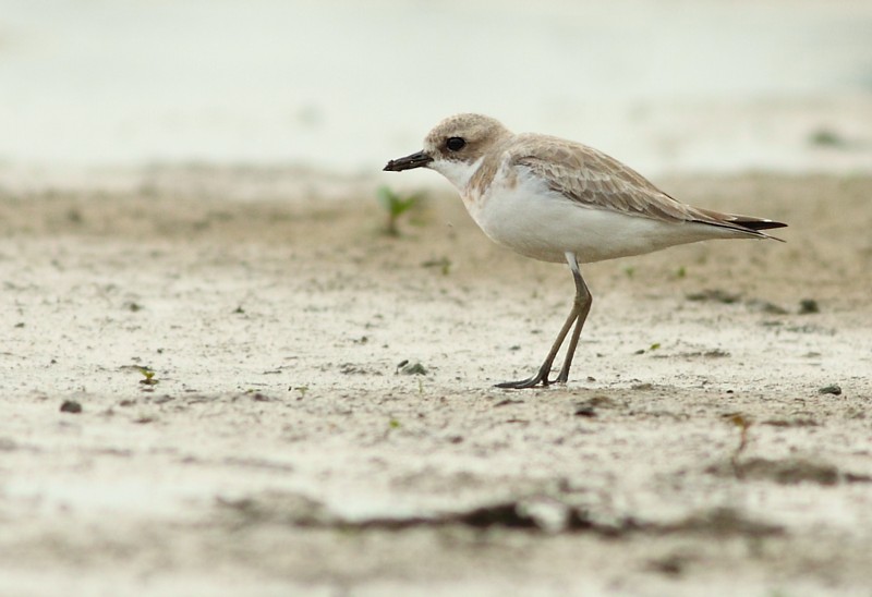 Woestijnplevier / Greater Sand Plover