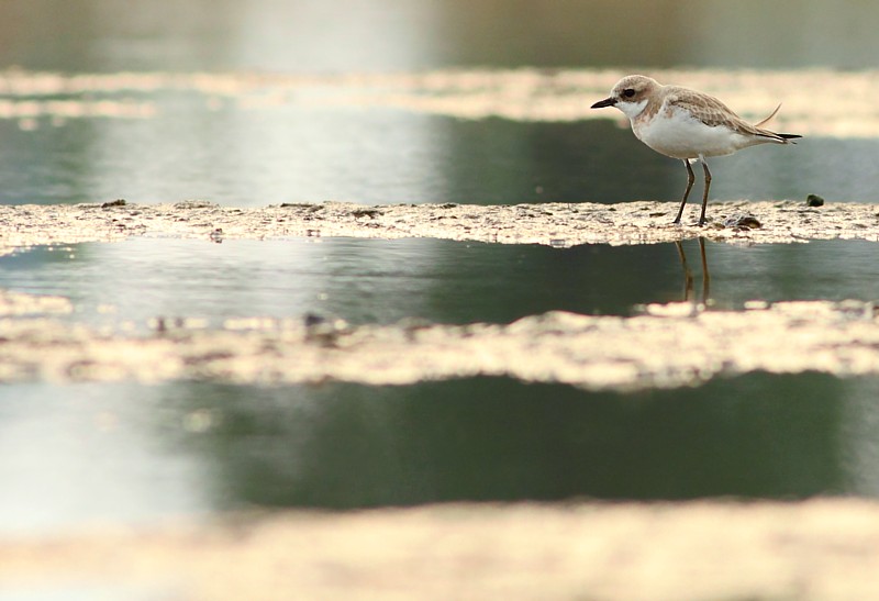 Woestijnplevier / Greater Sand Plover