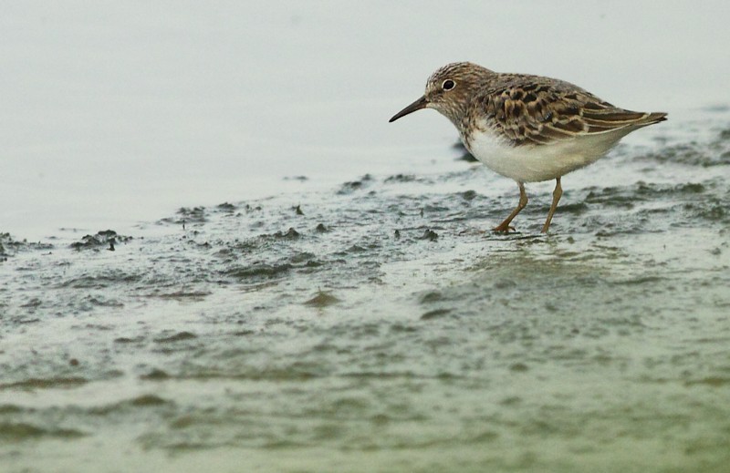 Temmincks Strandloper / Temmincks stint