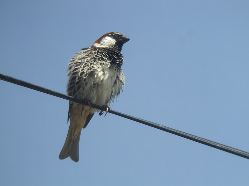 Spaanse mus / Spanish Sparrow