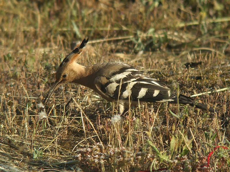 Hop / Hoopoe