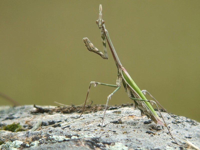 Bidsprinkhaan / Praying mantis