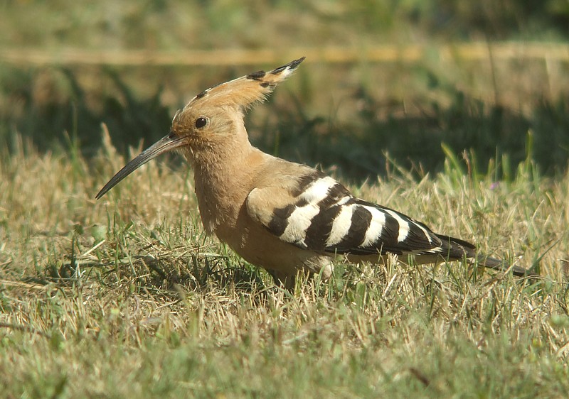 Hop / Hoopoe