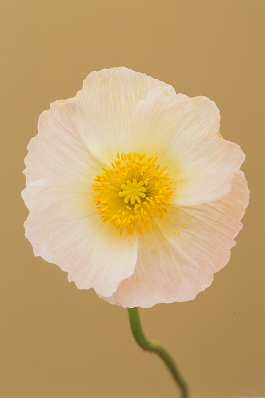 Poppy