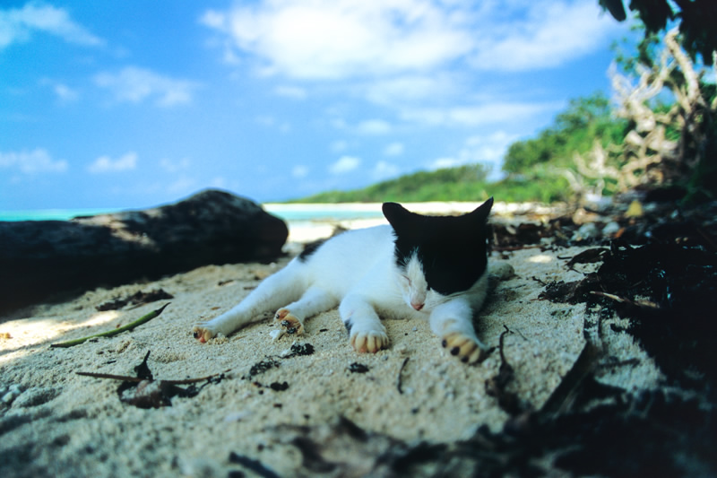 sleeping cat at the beach