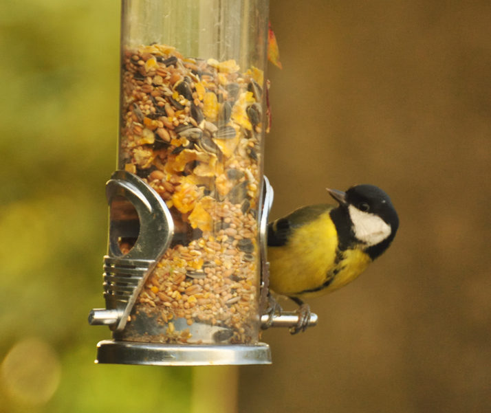 A visitor to our Garden