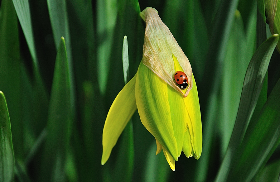 Looks like Signs of Spring