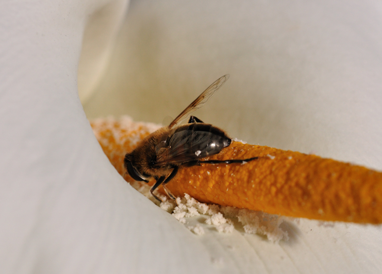 Busy as a Bee