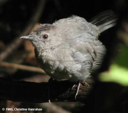 Gray catbird