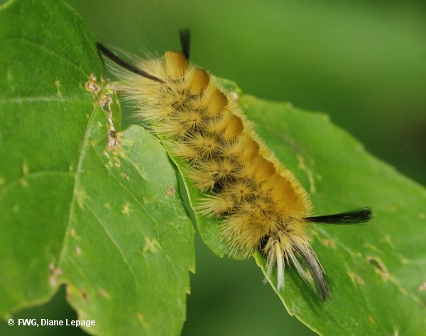 Banded tussock moth larva (Halysidota tessellaris)