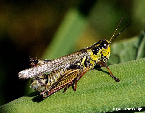 Red-legged grasshopper (Melanoplus femurrubrum)