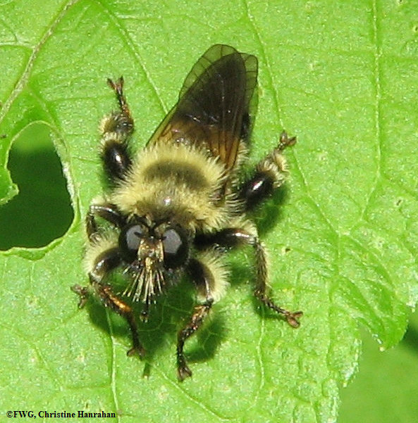 Robber fly (<em>Laphria</em> sp.)