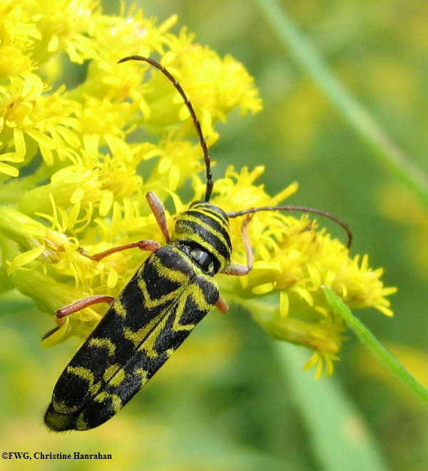 Locust borer beetle (<em>Megacyllene robiniae</em>)