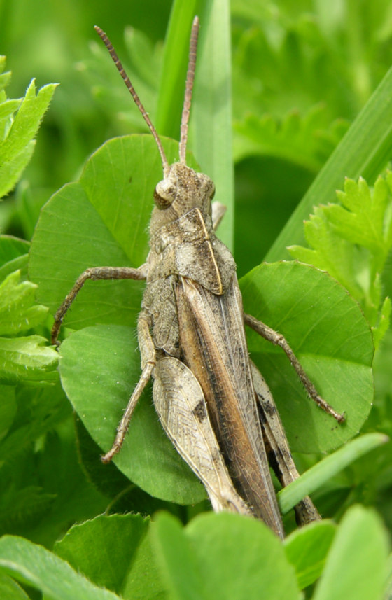 Northern green-striped grasshopper (<em>Chortophaga viridifasciata</em>)