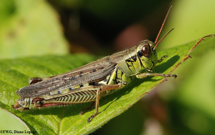 Red-legged grasshopper (<em>Melanoplus femurrubrum</em>)