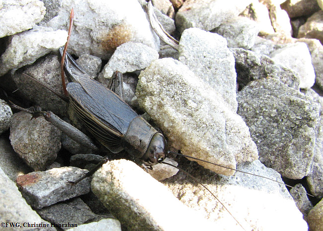 Field cricket (<em>Gryllus pennsylvanicus)