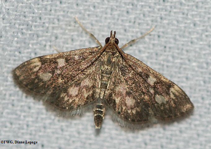 Crowned Phlyctaenia (<em>Anania coronata</em>), #4953