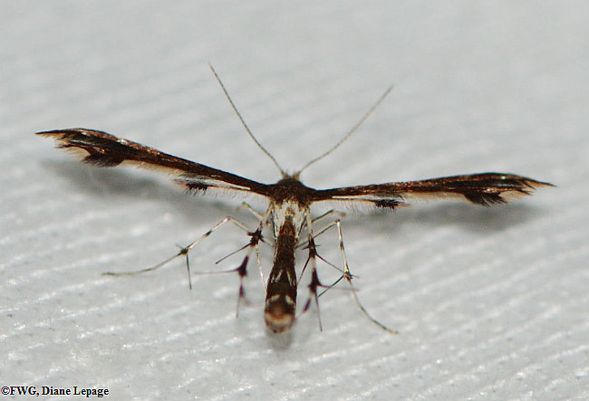 Himmelmans plume moth (<em>Geina tenuidactyla</em>), #6092