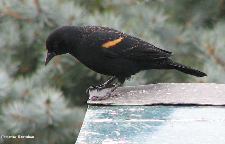 Red-winged blackbird