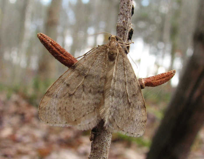 Bruce spanworm (Operophtera bruceata)
