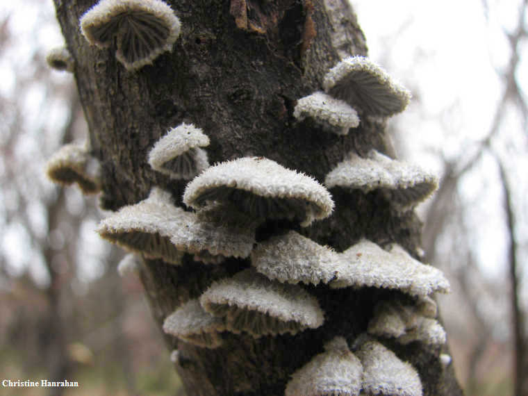 Schizophyllum commune