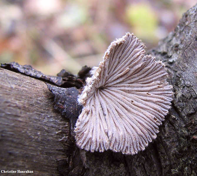 Schizophyllum commune