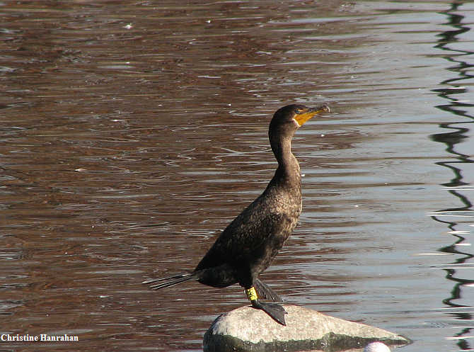 Double-crested cormorant