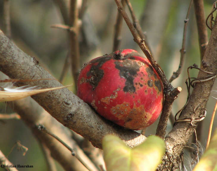Stashed apple