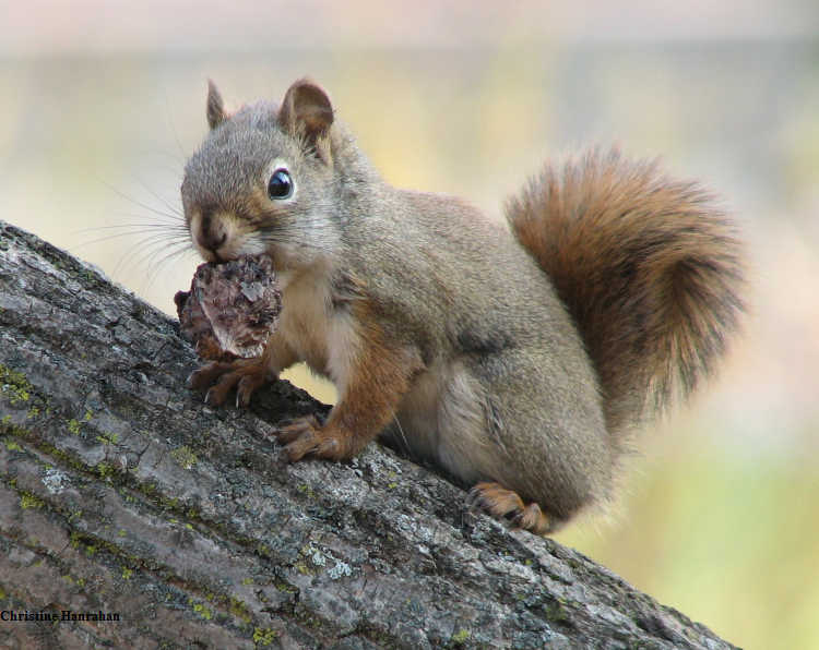 Red squirrel with walnut