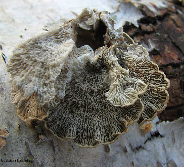 Plicaturopsis crispa