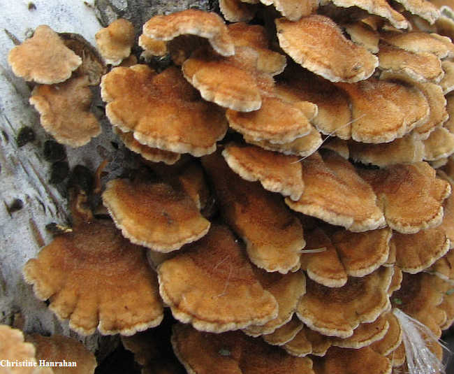 Plicaturopsis crispa