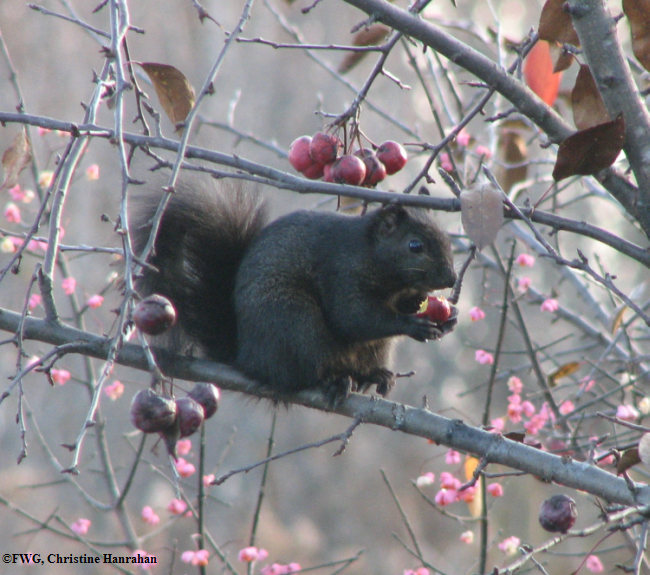 Black squirrel eating crabapple