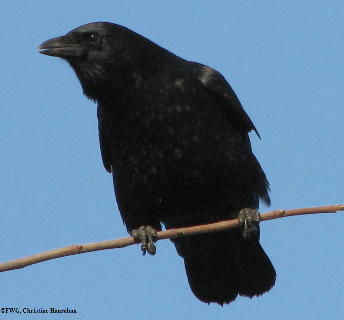 American crow