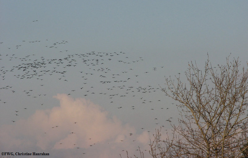 Canada geese over FWG