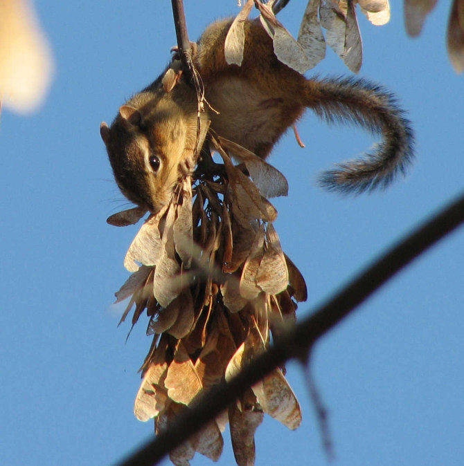 Chipmunk eating manitoba maple seeds
