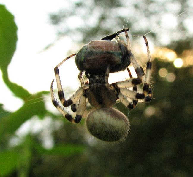 <em>Araneus</em> sp. possibly Shamrock orb weaver