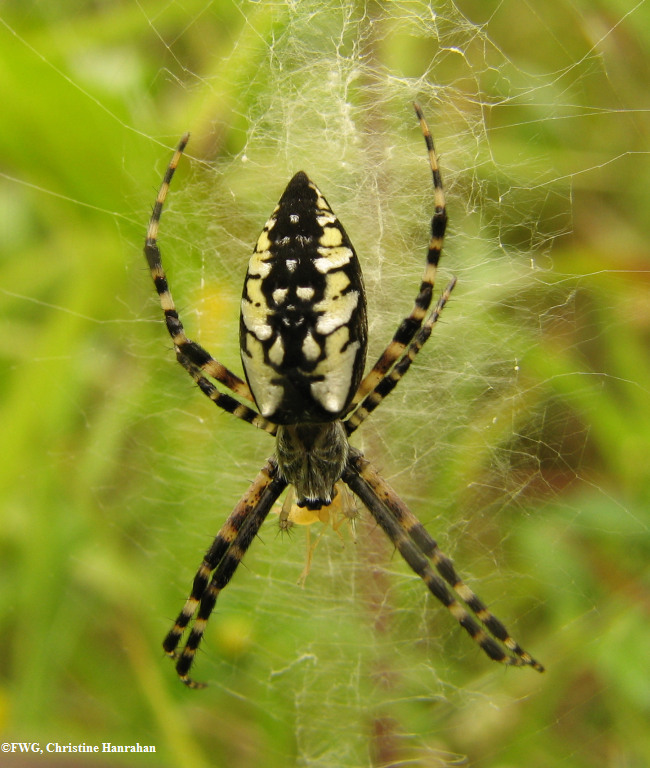 Black-and-yellow argiope (<em>Argiope aurantia</em>)