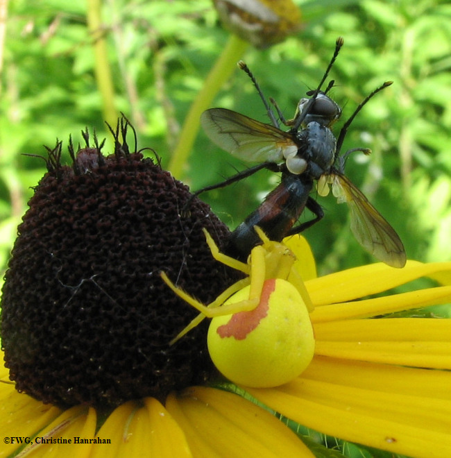 Goldenrod crab spider (<em>Misumena vatia</em>), female