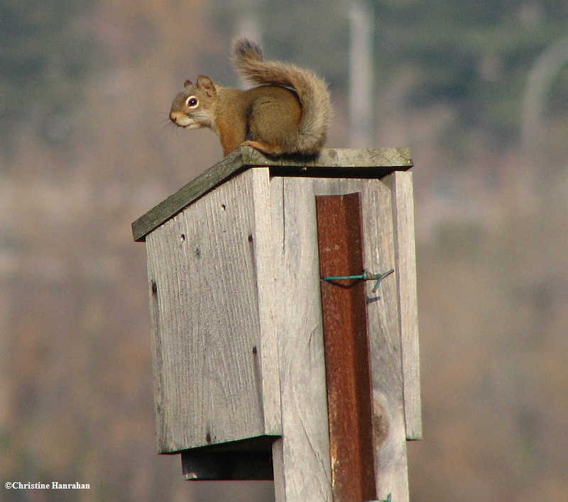 Red squirrel sitting on nest box