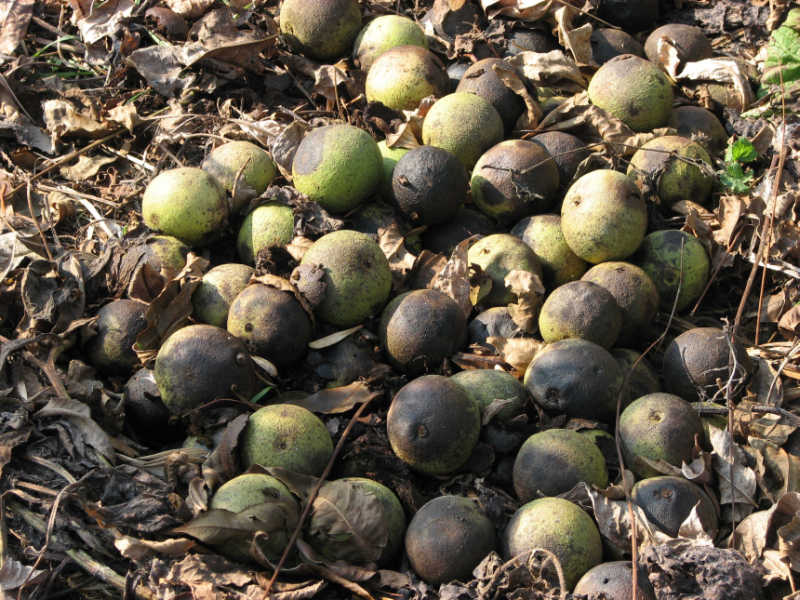Walnut stash