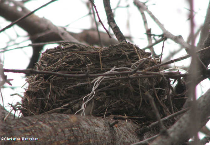 American robin nest